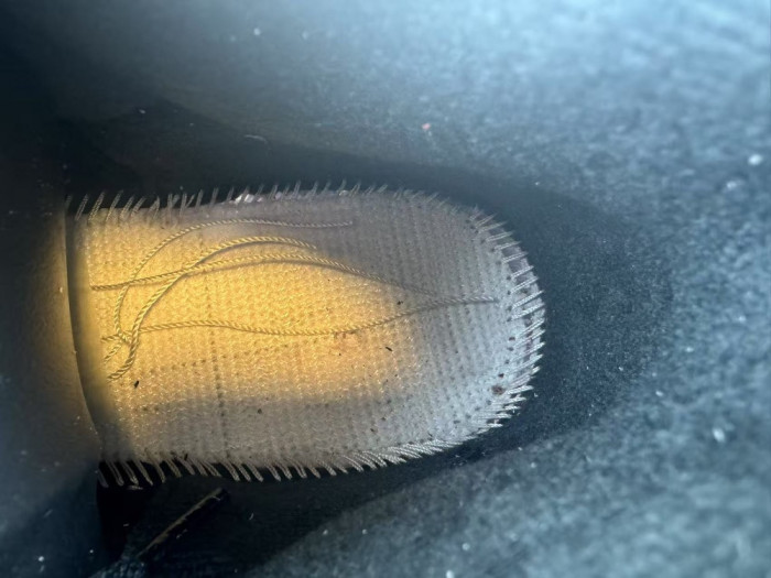 Air Jordan 3 Retro OG Rare Air IB8967-004